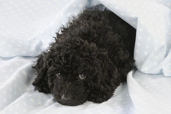 DOG. Spanish water dog puppy laying down covered with cloth
