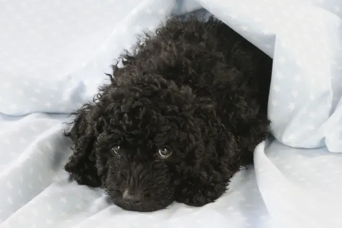 Framed Print : DOG. Spanish water dog puppy laying down covered with cloth Framed Print : DOG. Spanish water dog puppy laying down covered with cloth