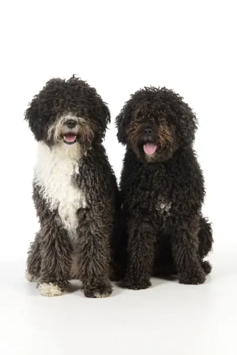 Framed Print : DOG. Spanish Water Dogs Framed Print : DOG. Spanish Water Dogs