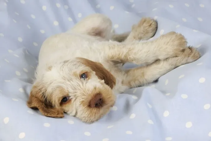 Framed Print : Dog. Spinone puppy (8 weeks) laying down Framed Print : Dog. Spinone puppy (8 weeks) laying down