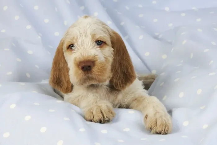 Framed Print : Dog. Spinone puppy (8 weeks) laying down Framed Print : Dog. Spinone puppy (8 weeks) laying down