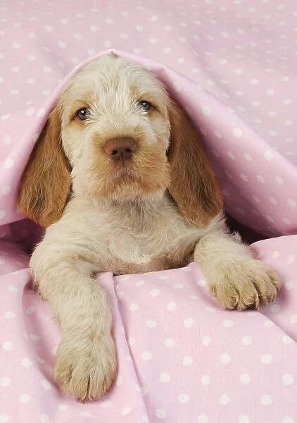 Dog. Spinone puppy (8 weeks) laying down on pink background Digital Manipulation: beackgroung colour peach to pink