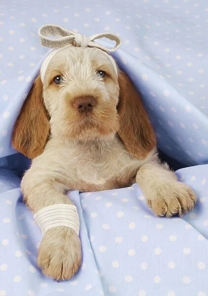 Dog. Spinone puppy (8 weeks) laying down on pink background. Get well. Digital Manipulation: beackground colour peach to blue. Bandages JD