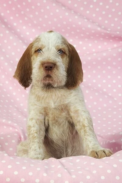 Dog. Spinone puppy (8 weeks) laying down on pink background Digital Manipulation: background colour peach to pink