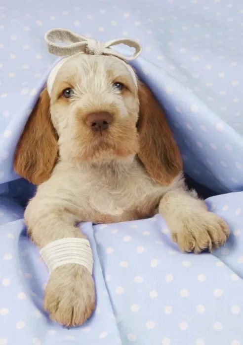 Framed Print : Dog. Spinone puppy (8 weeks) laying down on pink background. Get well. Digital Manipulation: beackground colour peach to blue. Bandages JD Framed Print : Dog. Spinone puppy (8 weeks) laying down on pink background. Get well. Digital Manipulation: beackground colour peach to blue. Bandages JD
