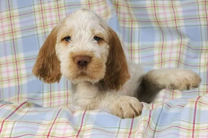 Framed Print : Dog. Spinone puppy (8 weeks old) Framed Print : Dog. Spinone puppy (8 weeks old)