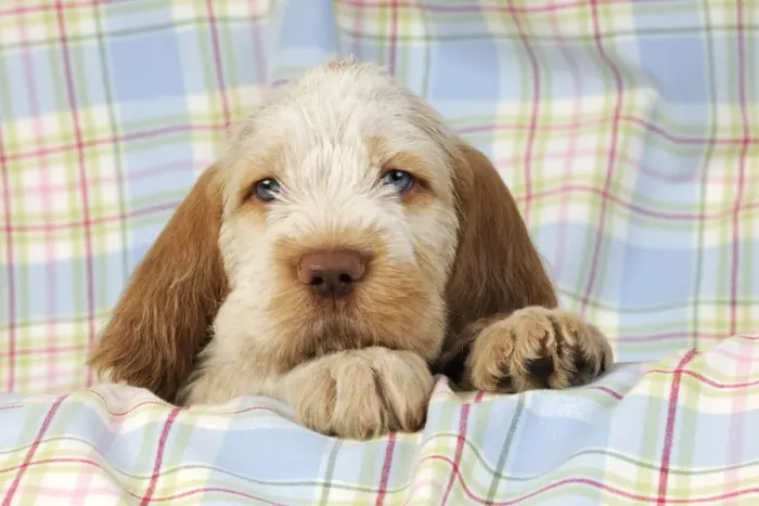 Framed Print : Dog. Spinone puppy (8 weeks old) Framed Print : Dog. Spinone puppy (8 weeks old)