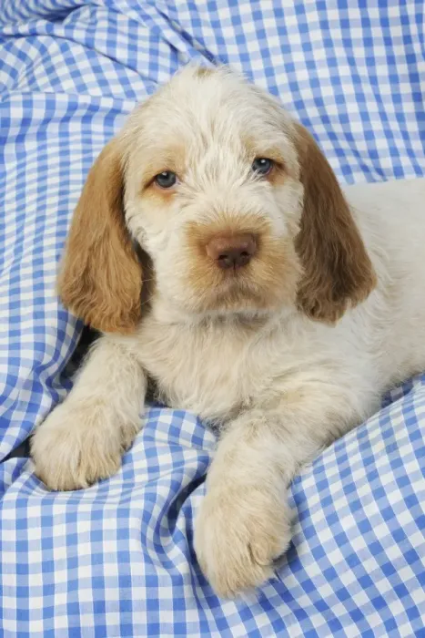 Framed Print : Dog. Spinone puppy (8 weeks old) Framed Print : Dog. Spinone puppy (8 weeks old)