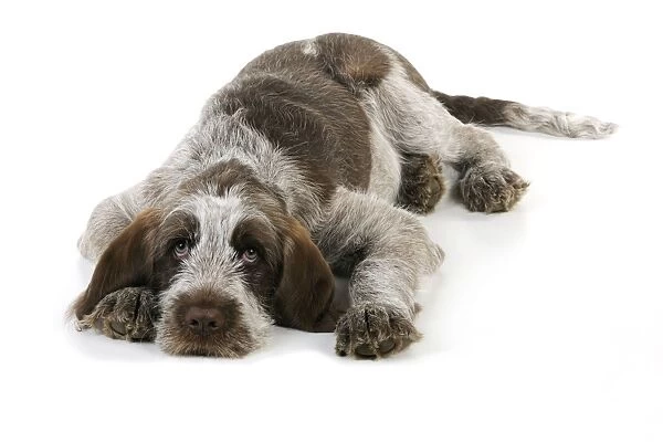 DOG. Spinone puppy laying down