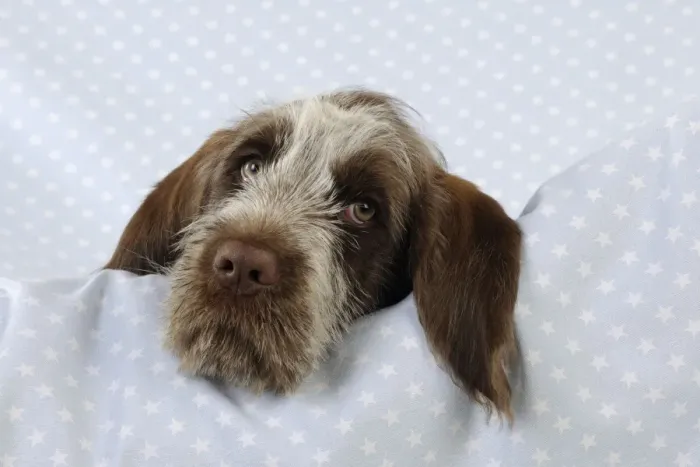 Framed Print : DOG. Spinone puppy laying on blanket Framed Print : DOG. Spinone puppy laying on blanket