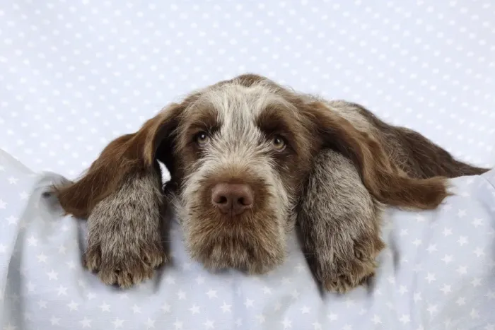Framed Print : DOG. Spinone puppy laying on blanket Framed Print : DOG. Spinone puppy laying on blanket