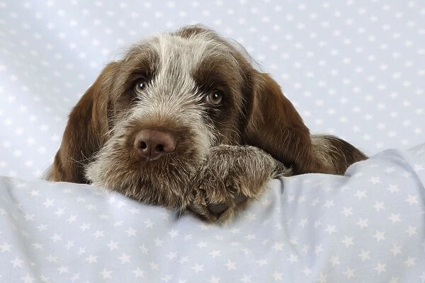 DOG. Spinone puppy laying on blanket