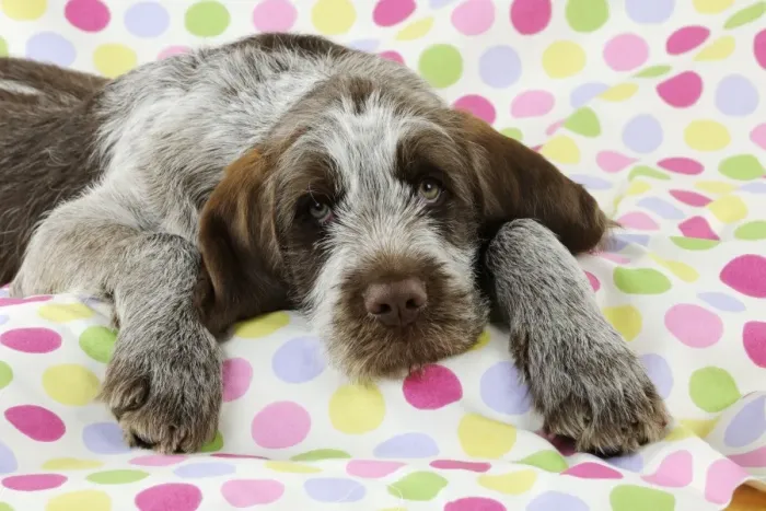 Framed Print : DOG. Spinone puppy laying on blanket