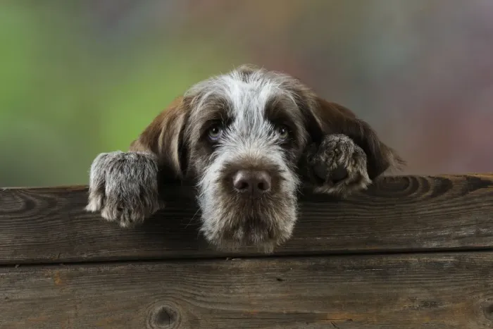 Framed Print : DOG. Spinone puppy looking over fence Framed Print : DOG. Spinone puppy looking over fence