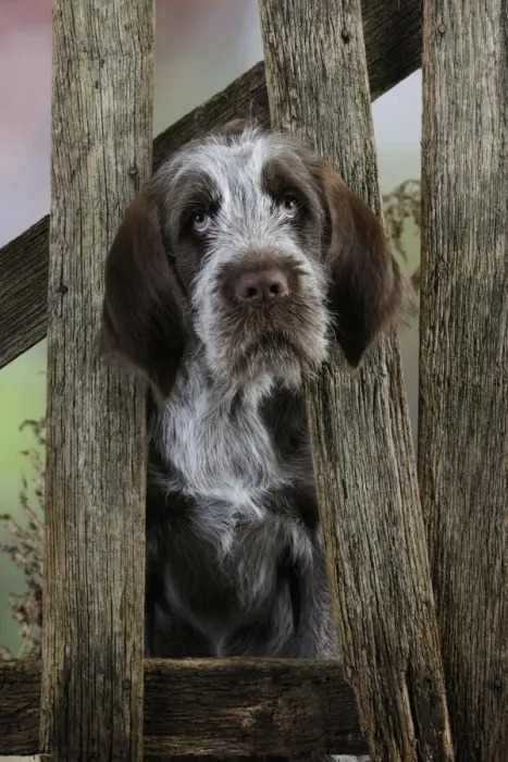 Framed Print : DOG. Spinone puppy looking through fence Framed Print : DOG. Spinone puppy looking through fence