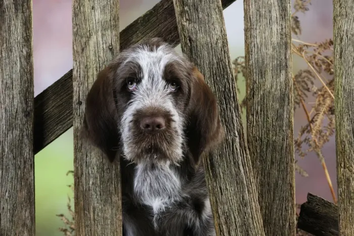 Framed Print : DOG. Spinone puppy looking through fence Framed Print : DOG. Spinone puppy looking through fence