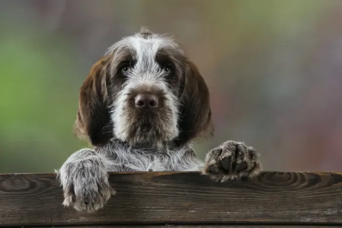 Framed Print : DOG. Spinone puppy looking over fence Framed Print : DOG. Spinone puppy looking over fence