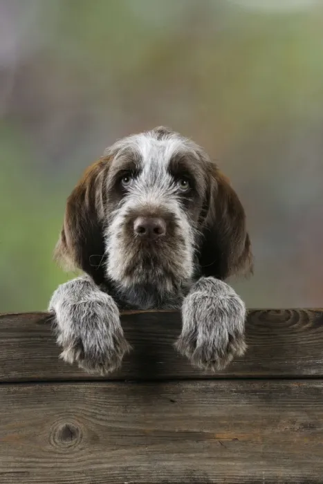 Framed Print : DOG. Spinone puppy looking over fence