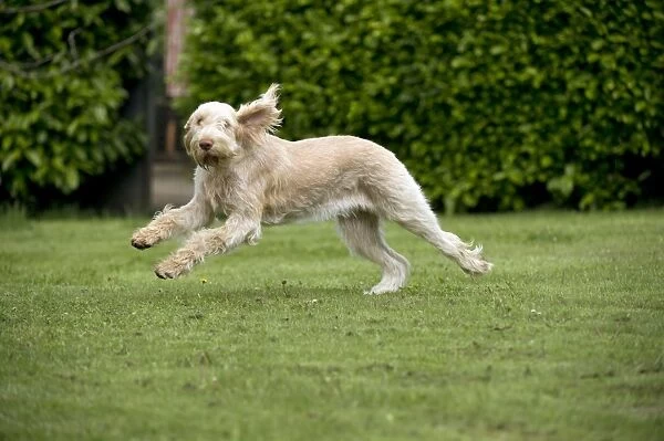 DOG - Spinone - running through garden