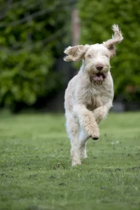 Framed Print : DOG - Spinone - running through garden Framed Print : DOG - Spinone - running through garden