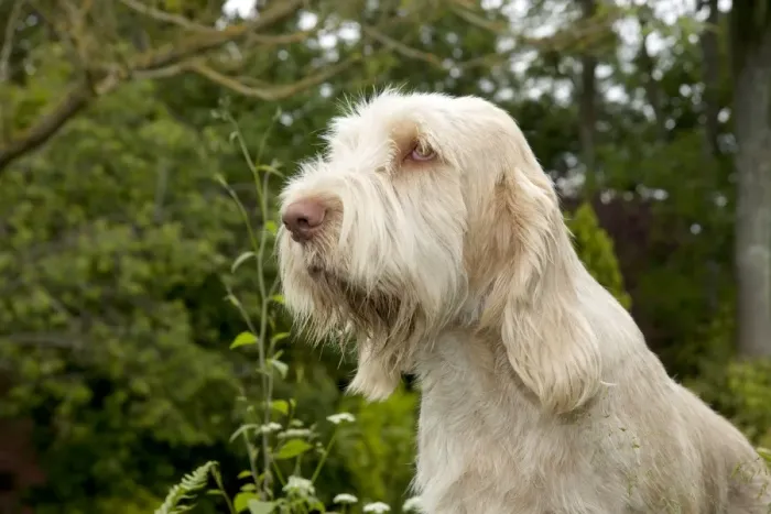Framed Print : DOG - Spinone - sitting in garden (head shot) Framed Print : DOG - Spinone - sitting in garden (head shot)