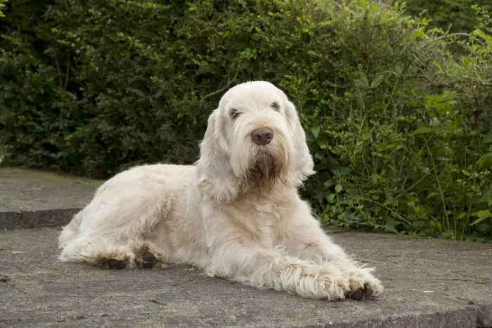Framed Print : DOG - Spinone - sitting on patio Framed Print : DOG - Spinone - sitting on patio