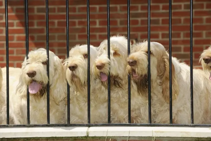 Framed Print : Dog. Spinones Framed Print : Dog. Spinones