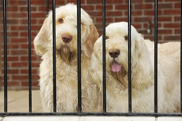 Dog. Spinones behind bars