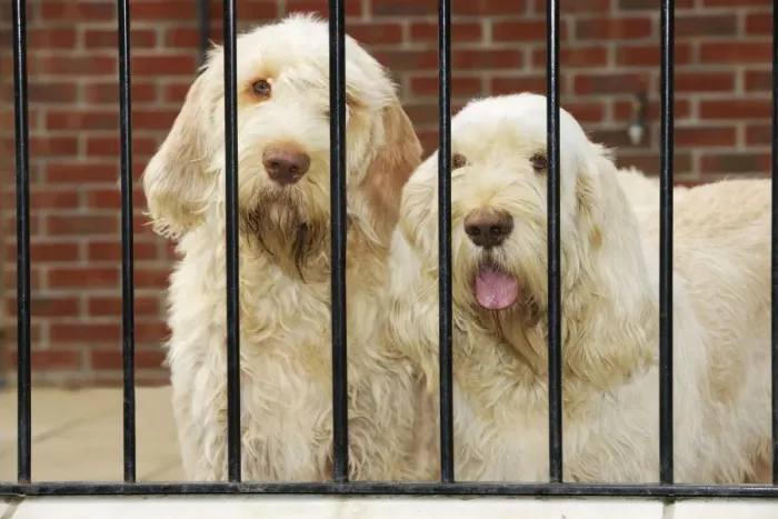 Framed Print : Dog. Spinones behind bars Framed Print : Dog. Spinones behind bars