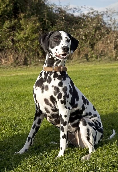 Dog - Spotted Black & White Dalmation - sitting down - Waterloo Kennels - Cheltenham - UK