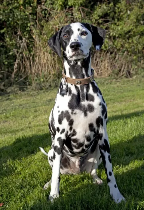 Framed Print : Dog - Spotted Black & White Dalmation - sitting down - Waterloo Kennels - Cheltenham - UK Framed Print : Dog - Spotted Black & White Dalmation - sitting down - Waterloo Kennels - Cheltenham - UK