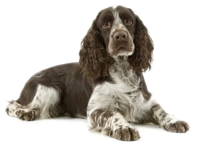 Framed Print : Dog - Springer Spaniel Framed Print : Dog - Springer Spaniel