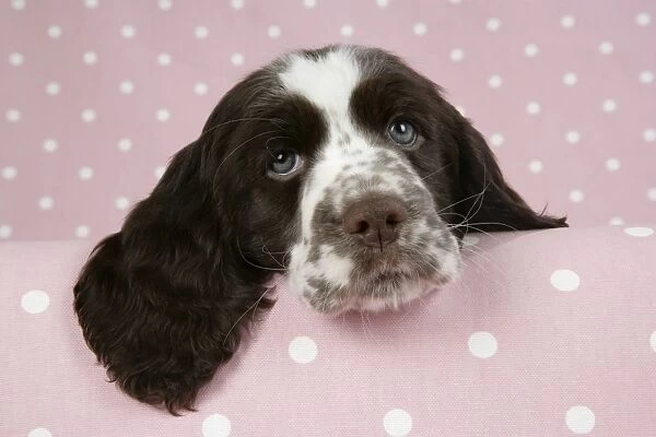 Dog - Springer Spaniel (approx 10 weeks old) with head resting on ledge