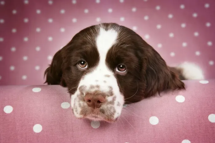 Framed Print : Dog - Springer Spaniel (approx 10 weeks old) with head resting on ledge Framed Print : Dog - Springer Spaniel (approx 10 weeks old) with head resting on ledge