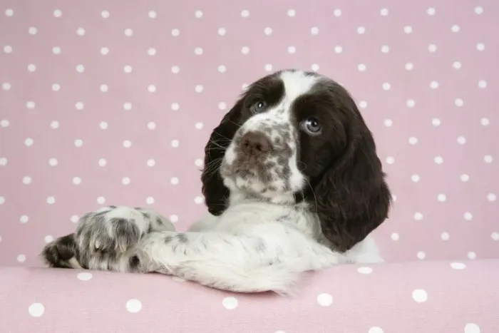 Framed Print : Dog - Springer Spaniel (approx 10 weeks old) with paws over ledge