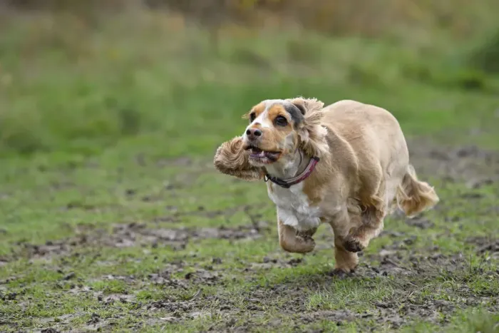 Framed Print : DOG, Springer Spaniel enjoying a run in a field Framed Print : DOG, Springer Spaniel enjoying a run in a field