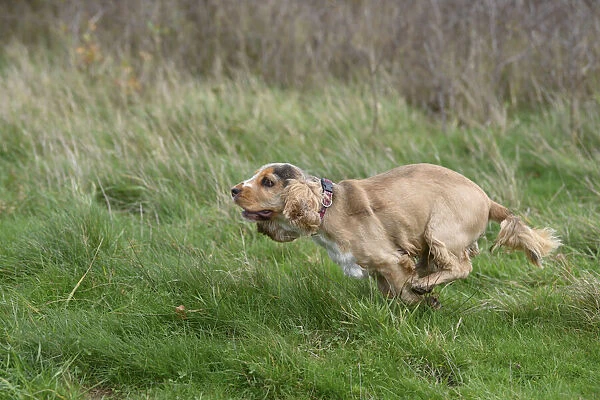 DOG, Springer Spaniel enjoying a run in a field