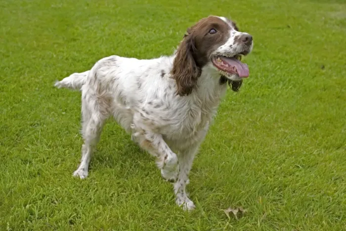 Framed Print : Dog - Springer spaniel holding up paw, UK - eagerly anticipating owner throwing ball Cotswolds, UK Framed Print : Dog - Springer spaniel holding up paw, UK - eagerly anticipating owner throwing ball Cotswolds, UK