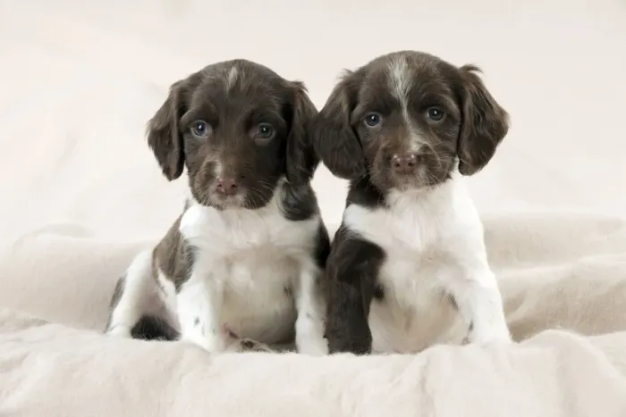 Framed Print : DOG - Springer Spaniel puppies sitting on blanket Framed Print : DOG - Springer Spaniel puppies sitting on blanket