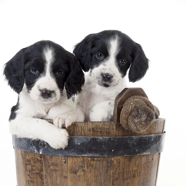 DOG - Springer Spaniel puppies sitting in a bucket