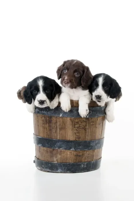 Framed Print : DOG - Springer Spaniel puppies sitting in a bucket Framed Print : DOG - Springer Spaniel puppies sitting in a bucket