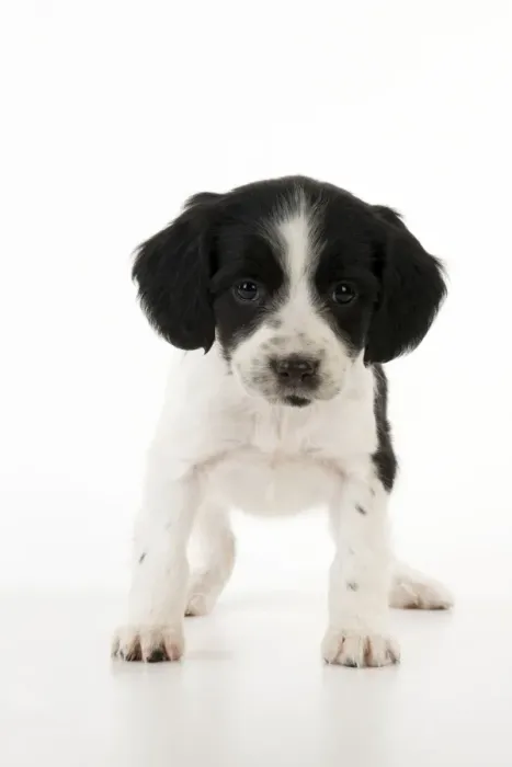 Framed Print : DOG - Springer Spaniel puppy Framed Print : DOG - Springer Spaniel puppy