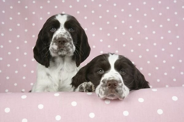 Dog - Springer Spaniels (approx 10 weeks old), one with head resting on ledge