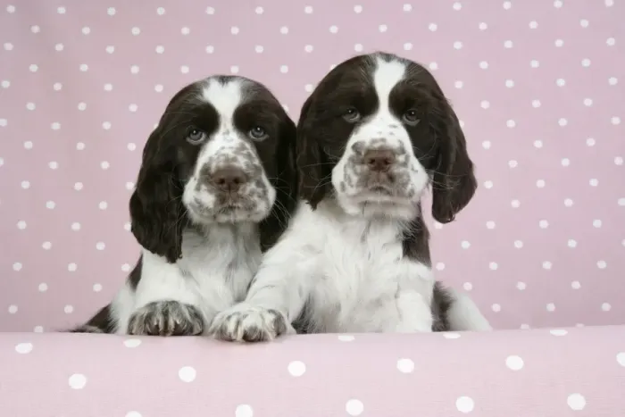 Framed Print : Dog - Springer Spaniels (approx 10 weeks old) with paws over ledge Framed Print : Dog - Springer Spaniels (approx 10 weeks old) with paws over ledge