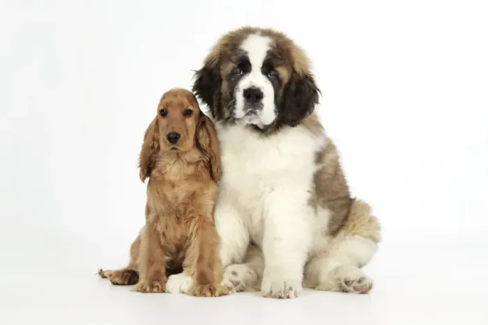 Framed Print : Dog - St Bernard, 14 weeks old puppy & Cocker Spaniel puppy Framed Print : Dog - St Bernard, 14 weeks old puppy & Cocker Spaniel puppy
