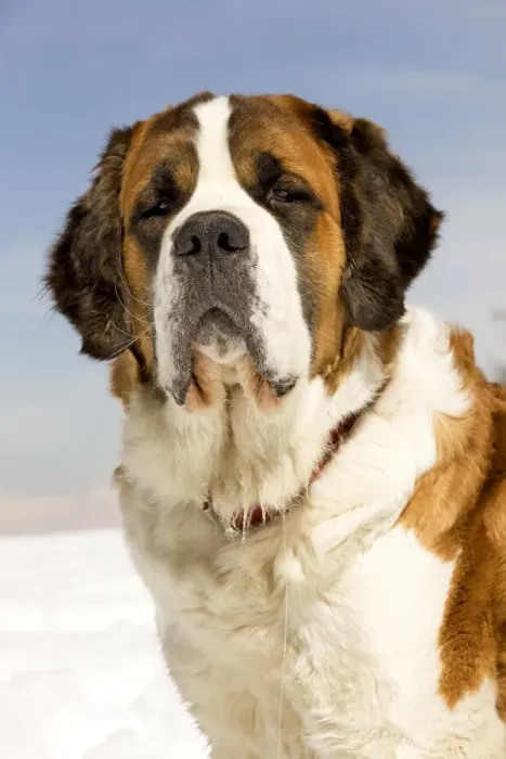 Framed Print : Dog - St Bernard Framed Print : Dog - St Bernard