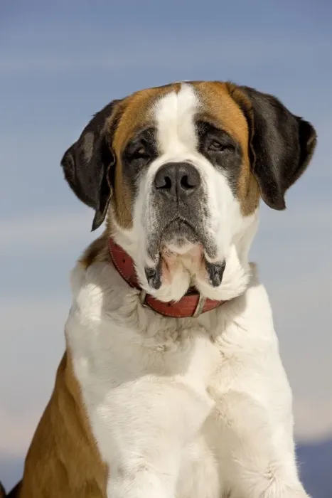 Framed Print : Dog - St Bernard Framed Print : Dog - St Bernard