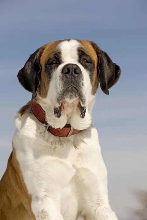 Framed Print : Dog - St Bernard Framed Print : Dog - St Bernard