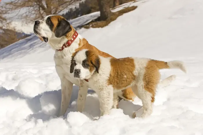 Framed Print : Dog - St Bernard - adult with puppy in snow Framed Print : Dog - St Bernard - adult with puppy in snow