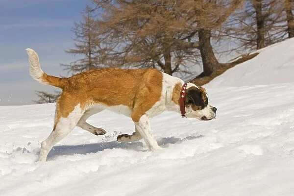 Dog - St Bernard - Mountain Resuce dog in snowy mountain setting